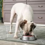 ظرف آب و غذا حیوانات استیل 16 سانتی متر مدل پنجه کد 106017 - Image 5