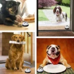 زنگ آموزشی سگ مدل پنجه - Image 4