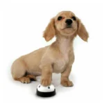 زنگ آموزشی سگ مدل پنجه - Image 6