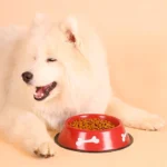 ظرف آب و غذای سگ و گربه از جنس استیل رنگی طرح استخوان قطر 17/5 سانتی متر کد 106046 - Image 2