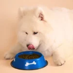 ظرف آب و غذای سگ و گربه از جنس فلز لعاب دار طرح استخوان قطر 21/5 سانتی متر کد 106047 - Image 2