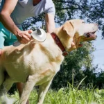 برس سگ و گربه به همراه دکمه تخلیه دار کد 106054 - Image 9