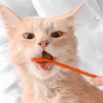 ست مسواک 3 عددی سگ و گربه (پایه بلند و انگشتی) کد 106059 - Image 3