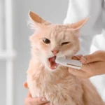 ست مسواک 3 عددی سگ و گربه (پایه بلند و انگشتی) کد 106059 - Image 4