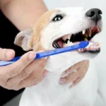 ست مسواک 3 عددی سگ و گربه (پایه بلند و انگشتی) کد 106059 - Image 5