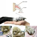 ناخن گیر سگ و گربه به همراه سوهان مدل انبری