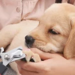 ناخن گیر سگ و گربه به همراه سوهان مدل انبری - Image 2