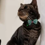 قلاده زنگوله دار گربه و سگ نژاد کوچک طرح پاپیون - Image 2