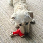 اسباب بازی دندانی سگ مدل ران مرغ کد 106044 - Image 2