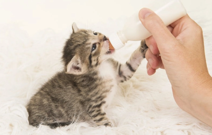 بررسی غذای بچه گربه در سن یک ماهگی