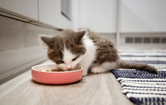 بررسی غذای بچه گربه در سن دو ماهگی