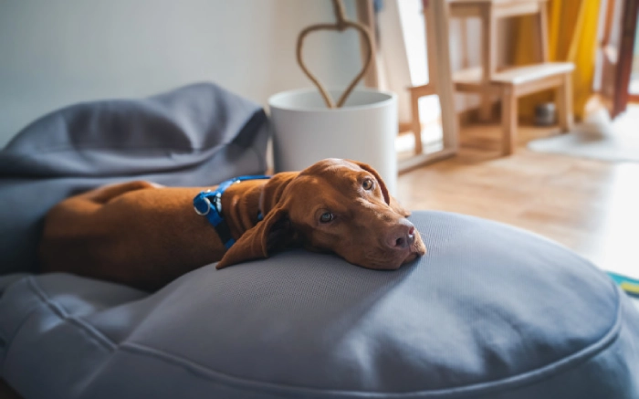 مراقبت های بعد از عقیم سازی سگ ماده