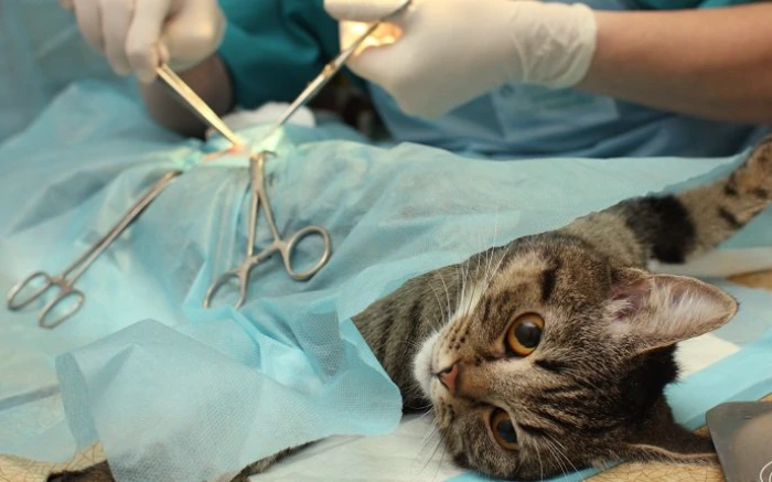 عقیم سازی گربه نر و ماده خوبه یا نه