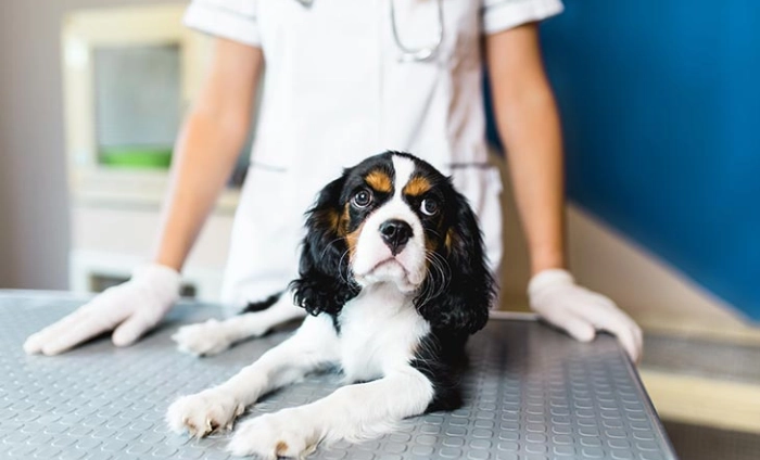 روشهای عقیم سازی سگ ماده