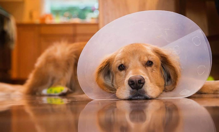 همه چیز درباره عقیم سازی سگ نر و ماده