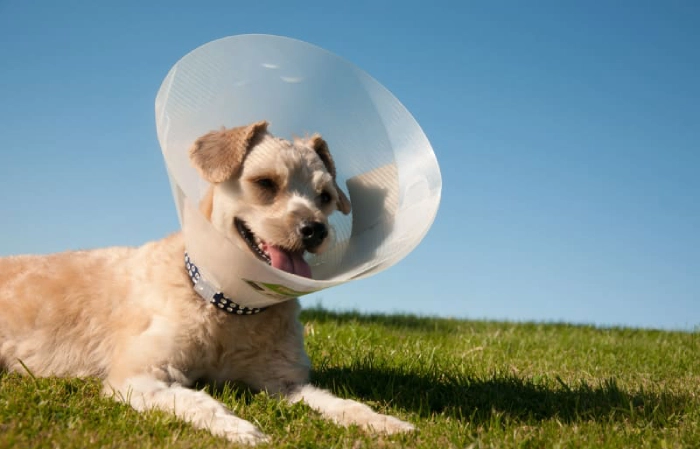 مزایای عقیم سازی سگ