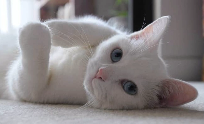 پریود گربه و سن او