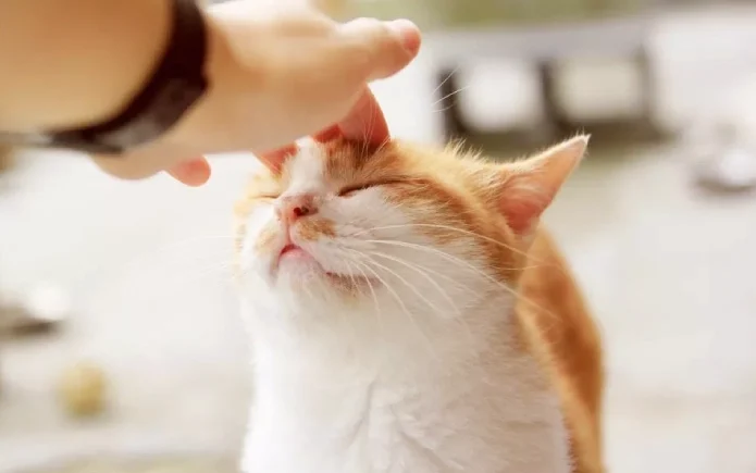 پریود گربه و مراقبت از او