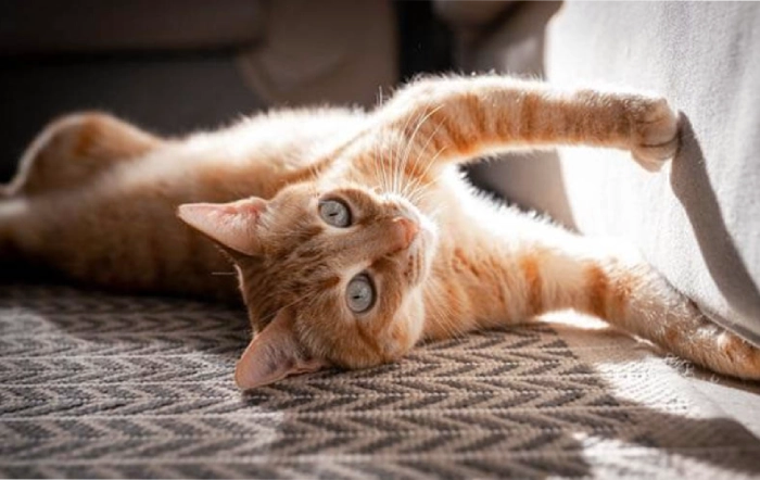 پریود گربه و علائم آن