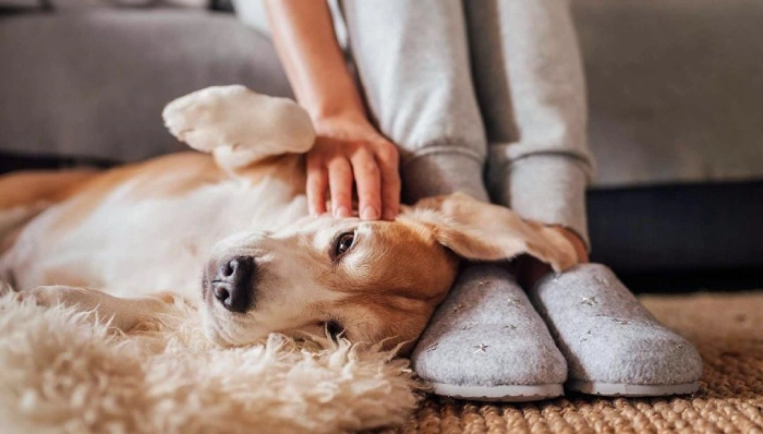 مراقبت های دوران پریود سگ