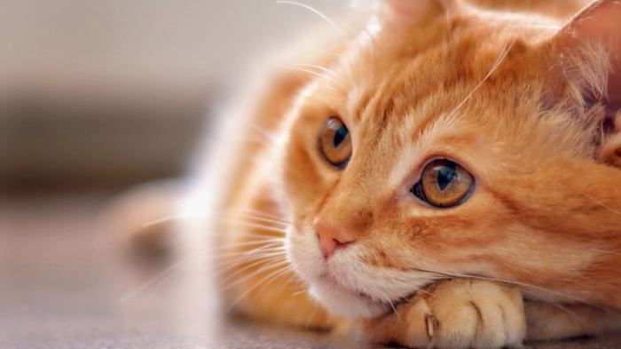 علت غذا نخوردن گربه و افسردگی