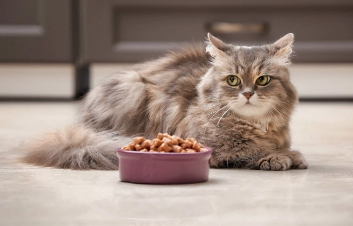 بررسی علائم و علت غذا نخوردن گربه