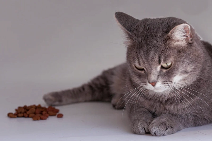 غذا نخوردن گربه خطرناکه