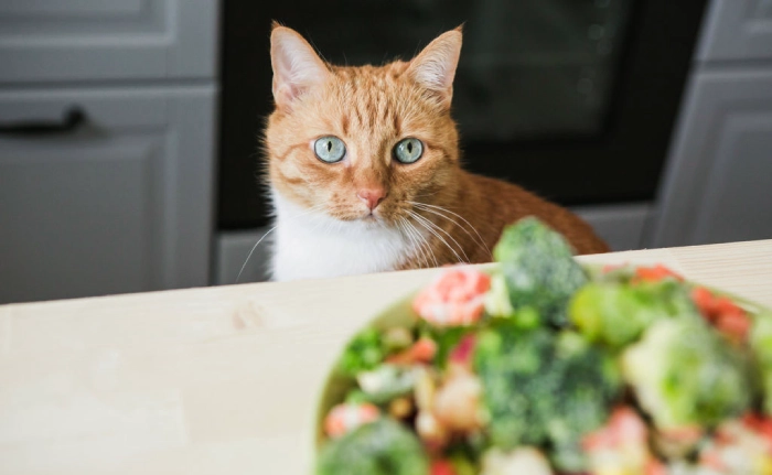 سبزیجات غذای مورد علاقه گربه ها