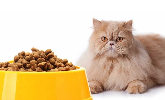 بهترین غذای گربه پرشین