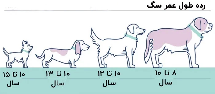 طول عمر سگ بر اساس نژاد