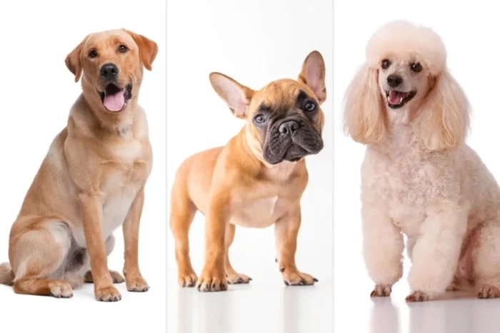 طول عمر سگ نژادهای مختلف