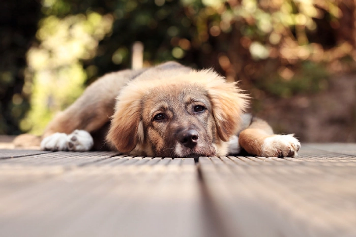 نشانه‌های پیری در سگ‌ها 