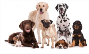 طول عمر سگ چقدر است