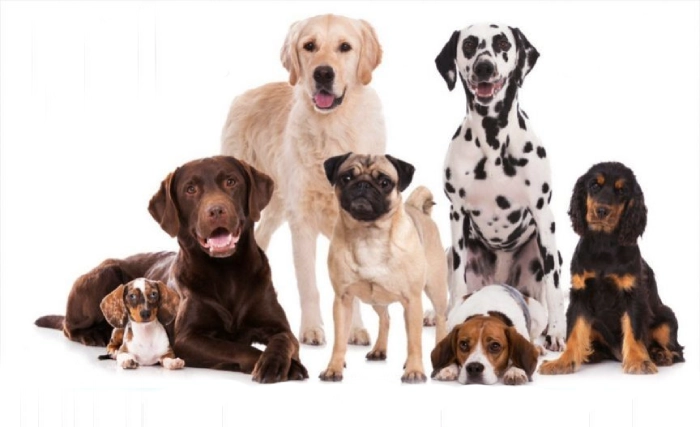 طول عمر سگ چقدر است