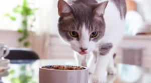 غذای گربه هپی کت بهتره یا رفلکس