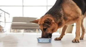 بهترین غذای سگ ژرمن چیست