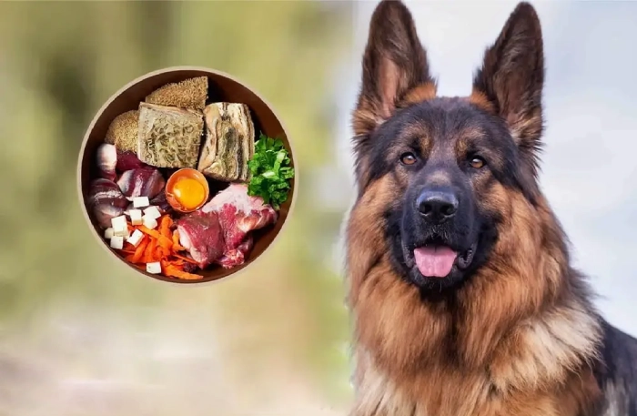 غذای سگ ژرمن شپرد
