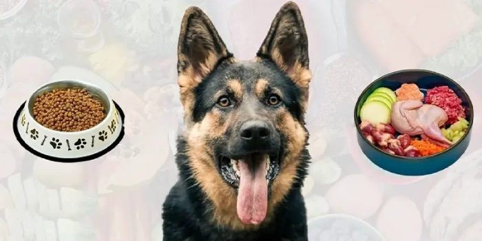 غذای سگ ژرمن خانگی یا تجاری