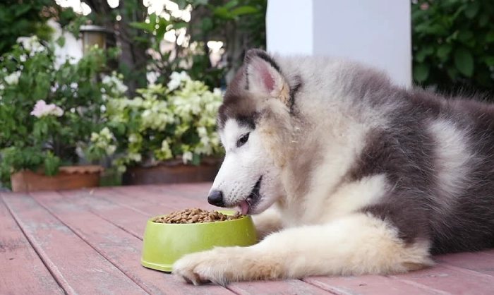 راهنمای غذای سگ هاسکی