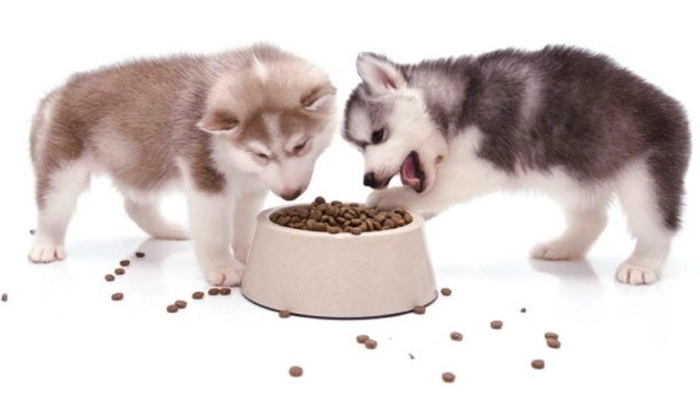 غذای توله سگ هاسکی