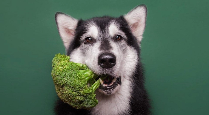 مناسبترین غذای سگ هاسکی