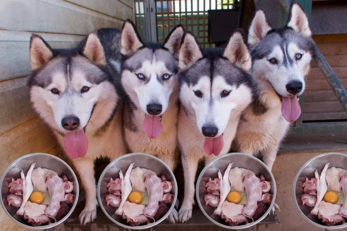 غذای سگ هاسکی چیست