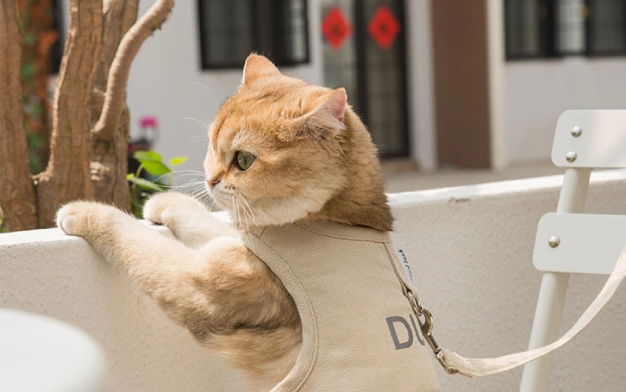 لیست وسایل ضروری گربه و قلاده گربه