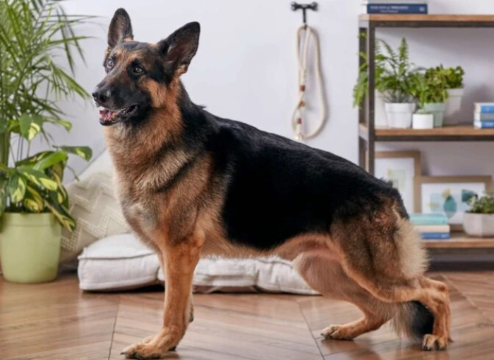 سگ ژرکن جزو بهترین نژاد های سگ