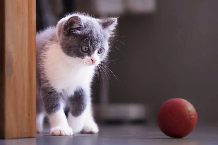 لیست وسایل ضروری گربه و اسباب بازی های ایمن برای بچه گربه