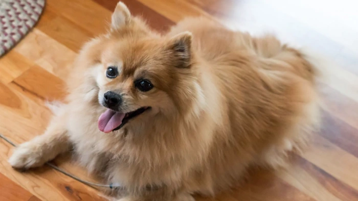 پامرانین انواع نژاد سگ کوچک