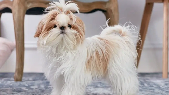 شیتزو جزو انواع نژاد سگ آپارتمانی