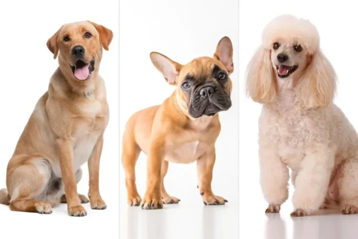 معرفی انواع نژاد سگ