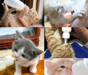 ست شیشه شیر بچه گربه و توله سگ