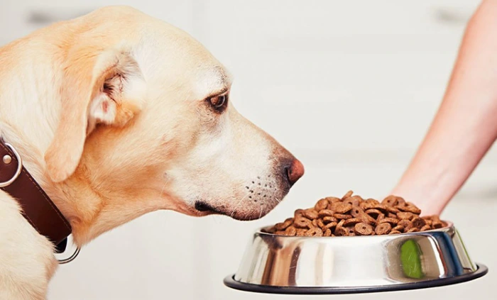بهترین غذا برای درشت شدن سگ